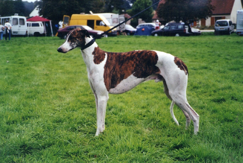 Okapi De La Haultière