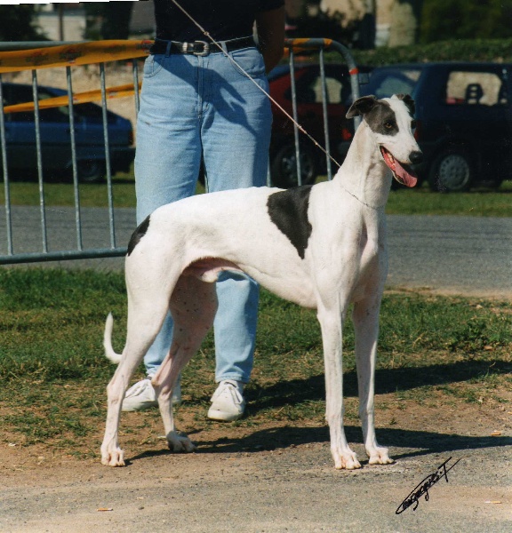 Jolly jumper De La Haultière